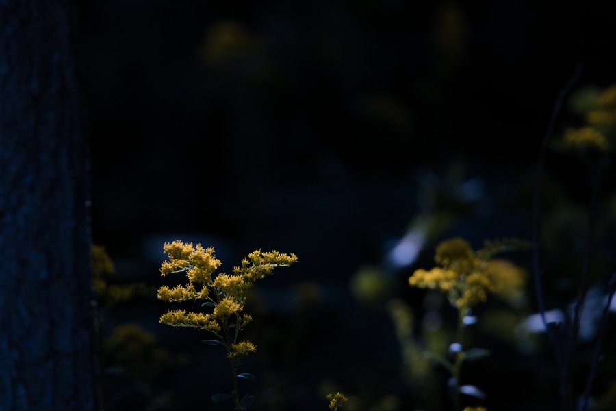 Goldenrod in woodland near Centreville, MI.