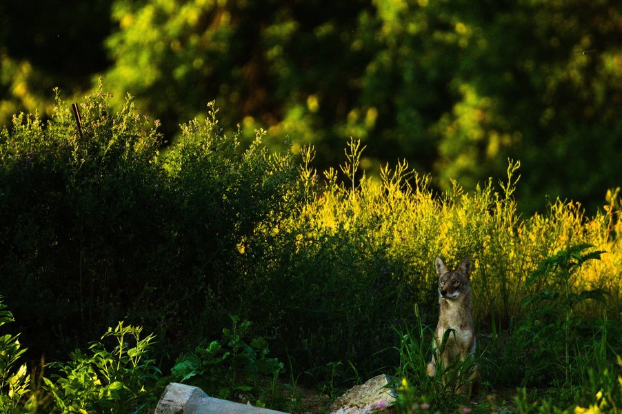 Coyote in St. Paul, MN.