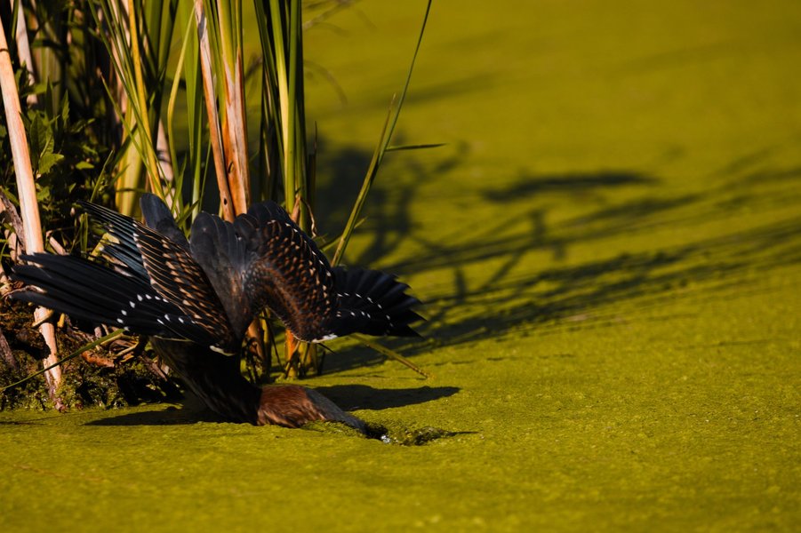 Green heron fishing in St. Louis Park, MN.