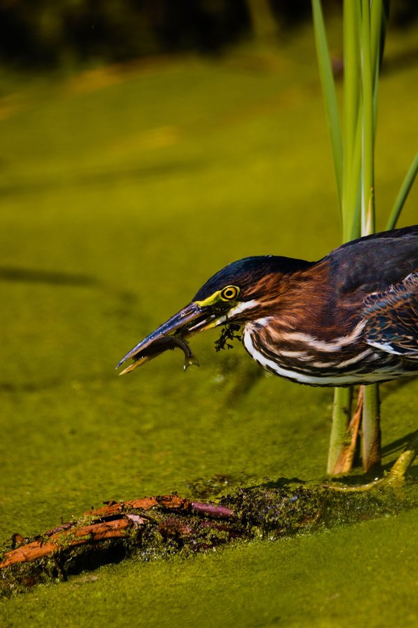 Green heron with fish in St. Louis Park, MN.