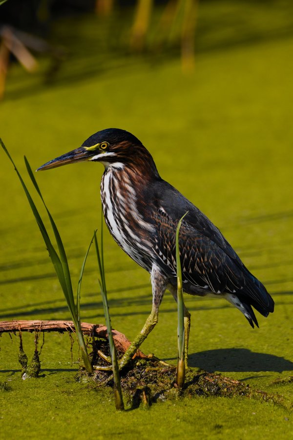 Green heron in St. Louis Park, MN.
