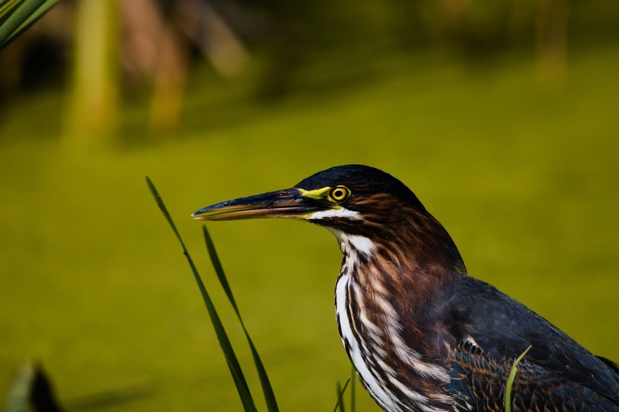 Green heron in St. Louis Park, MN.