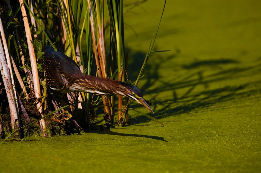 Green heron in St. Louis Park, MN.
