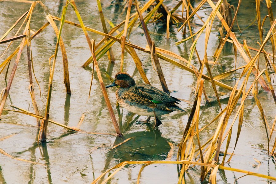 Green-winged teal, Minnesota Valley National Wildlife Refuge.