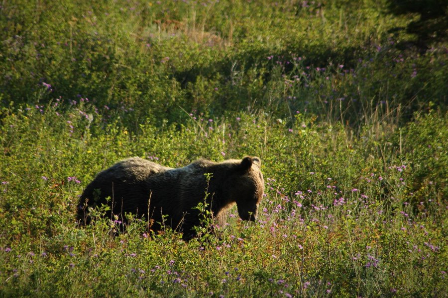 Grizzly bear eating huckleberries in Glacier National Park.
