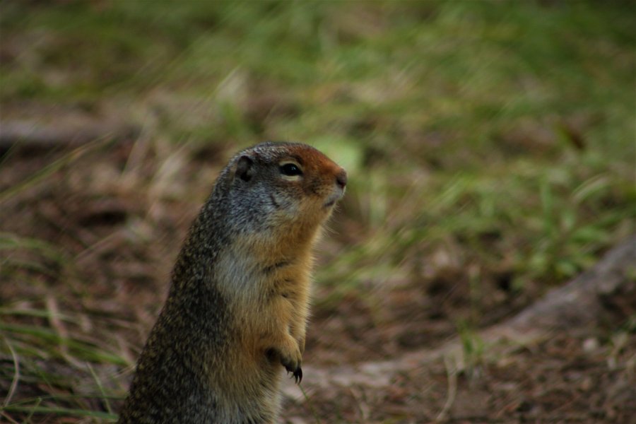 Columbian ground squirrel, Glacier National Park.