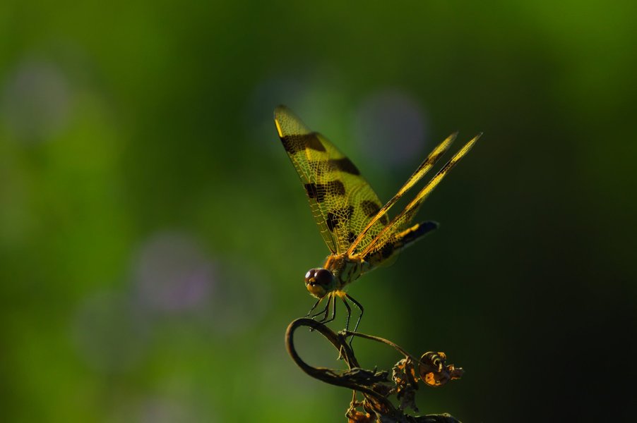 Dragonfly in St. Paul, MN.