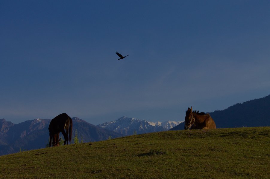 Mules and a corvid in Uttarakhand, India.