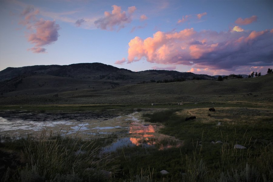 Landscape with bison, Yellowstone National Park.