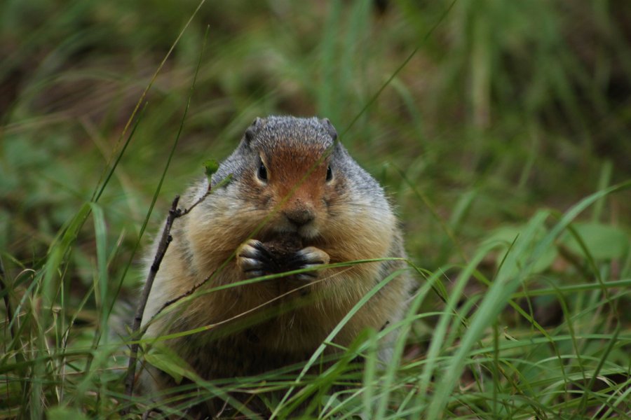 Columbian ground squirrel, Glacier National Park.