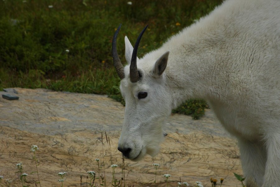 Mountain goat in Glacier National Park.