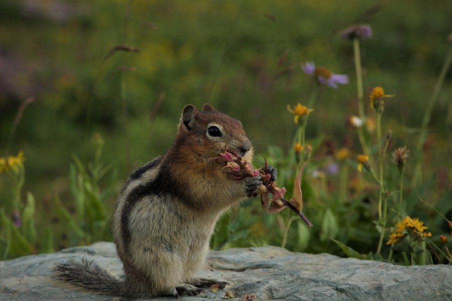 Golden-mantled ground squirrel in Glacier National Park.