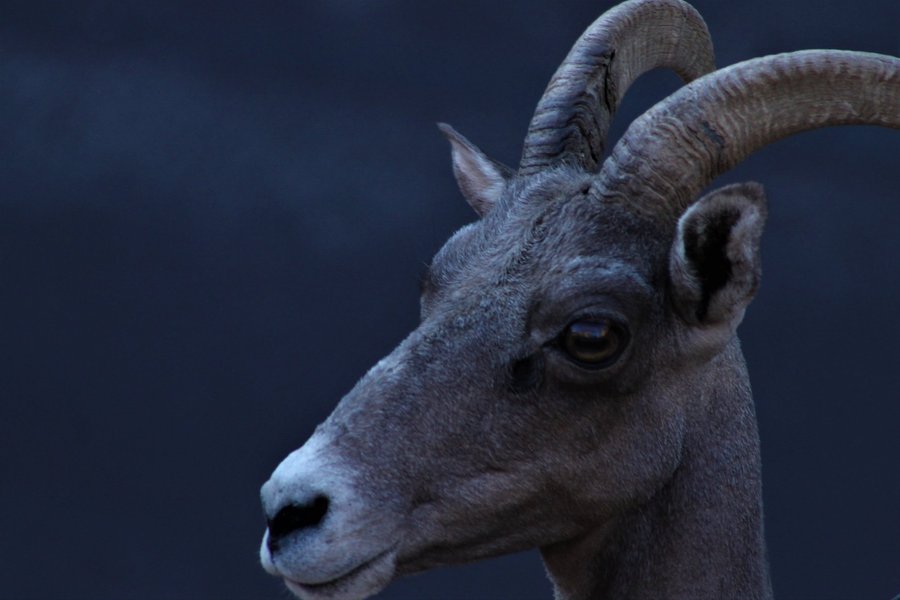 Desert bighorn ewe in Zion National Park.