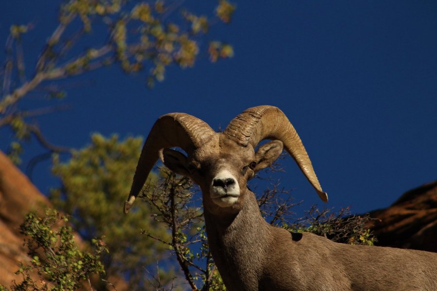 Desert bighorn ram in Zion National Park.