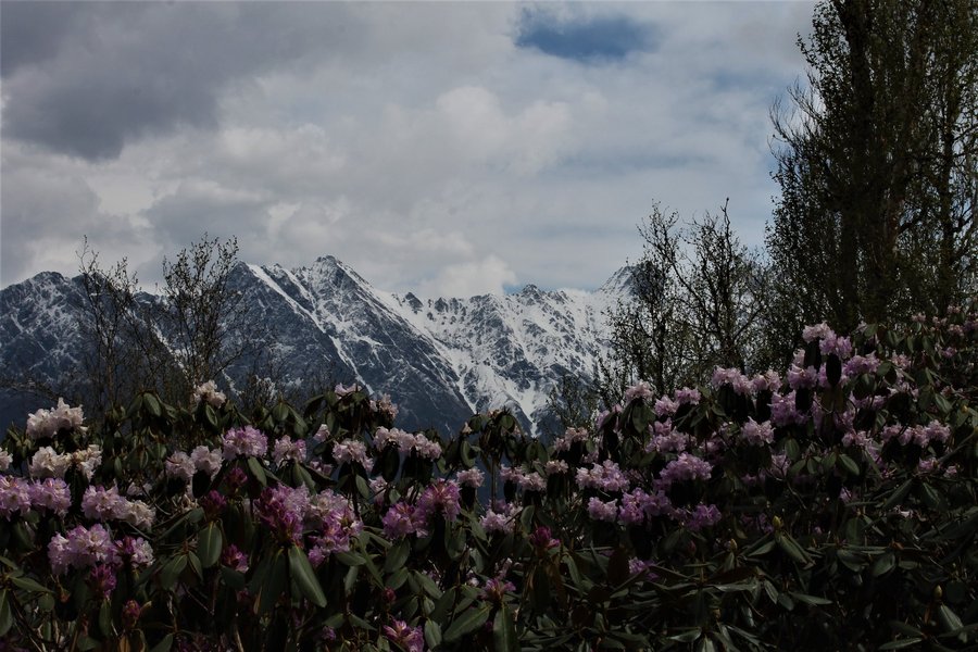 Rododendrons with Himalayan peaks in the background, Uttarakhand, India.