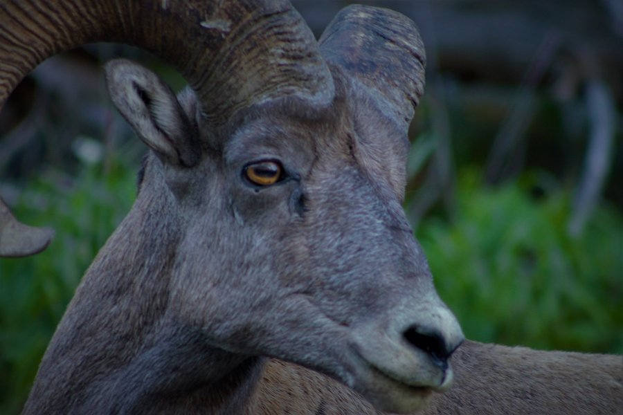 Bighorn ram in Yellowstone National Park.