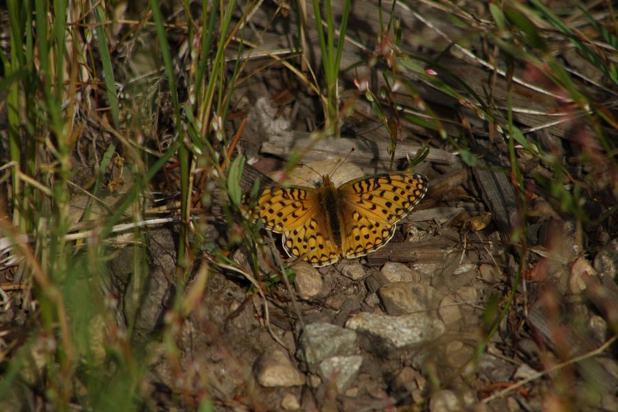 Fritillary species, Yellowstone National Park.