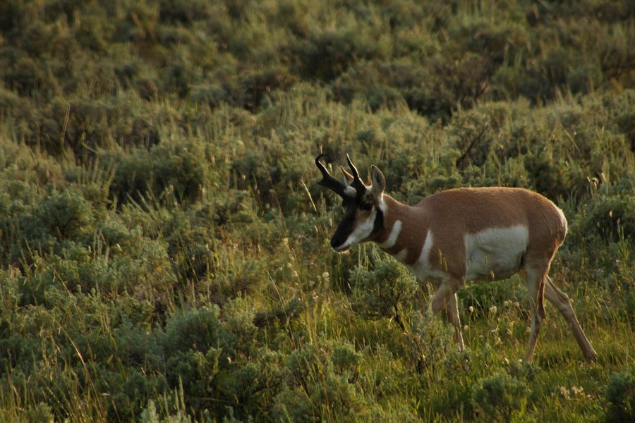 Pronghorn, Yellowstone National Park.
