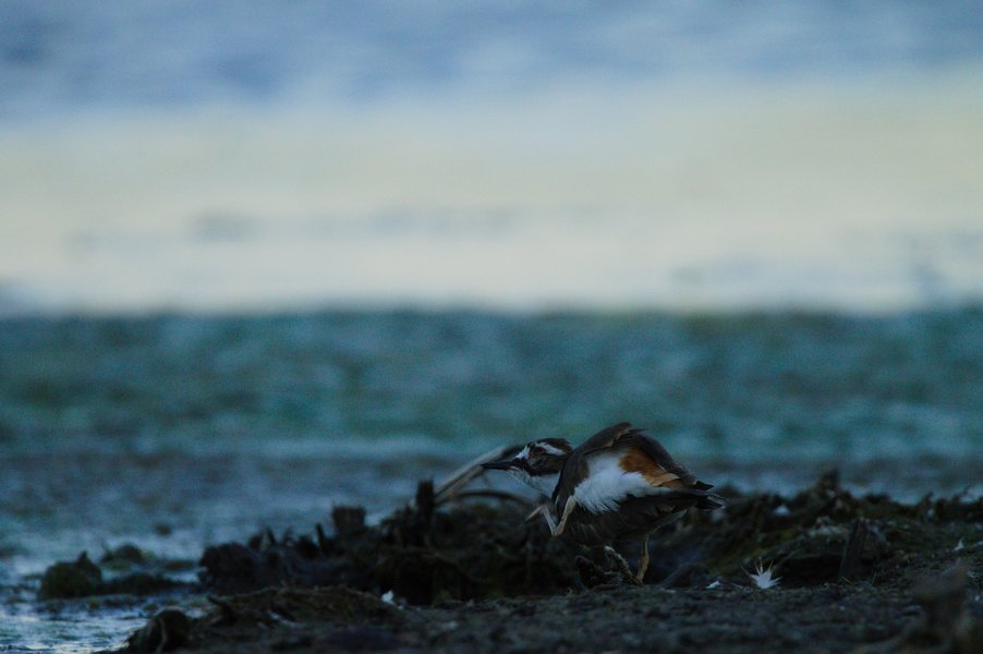Killdeer scratching its head, Minnesota Valley National Wildlife Refuge.
