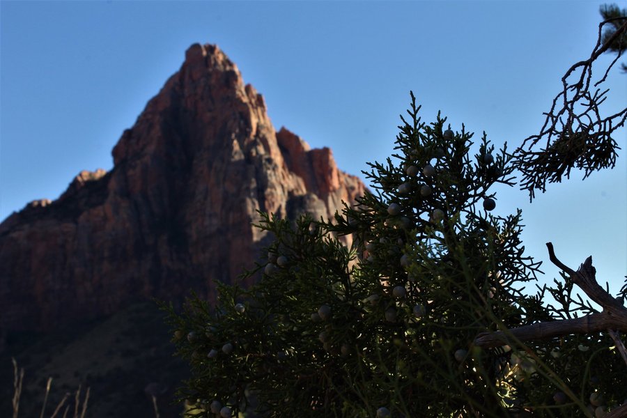Landscape with junipers, Zion National Park.