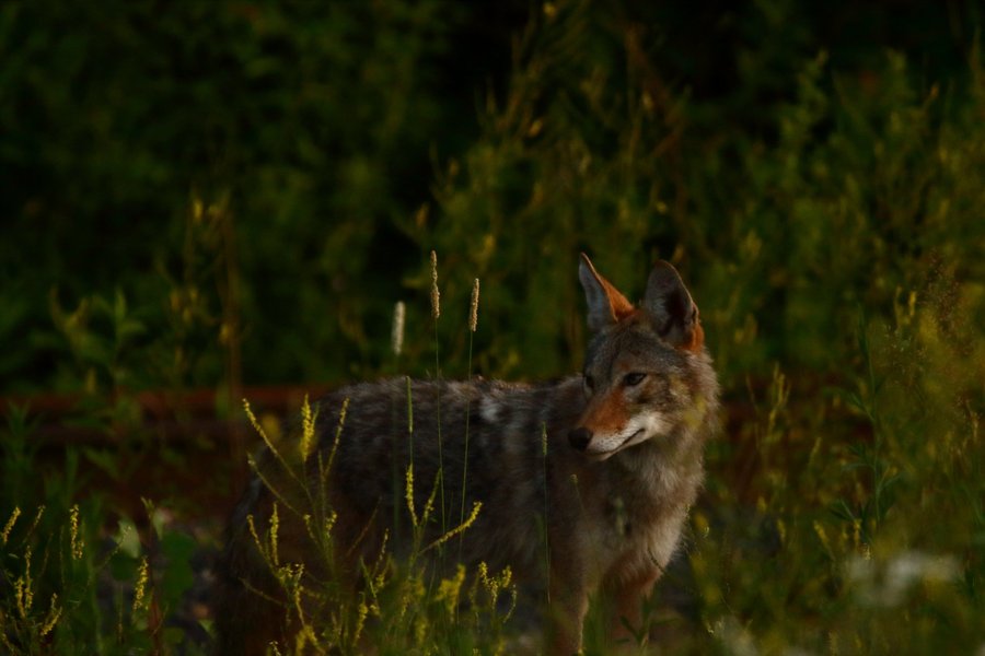 Coyote in St. Paul, MN.