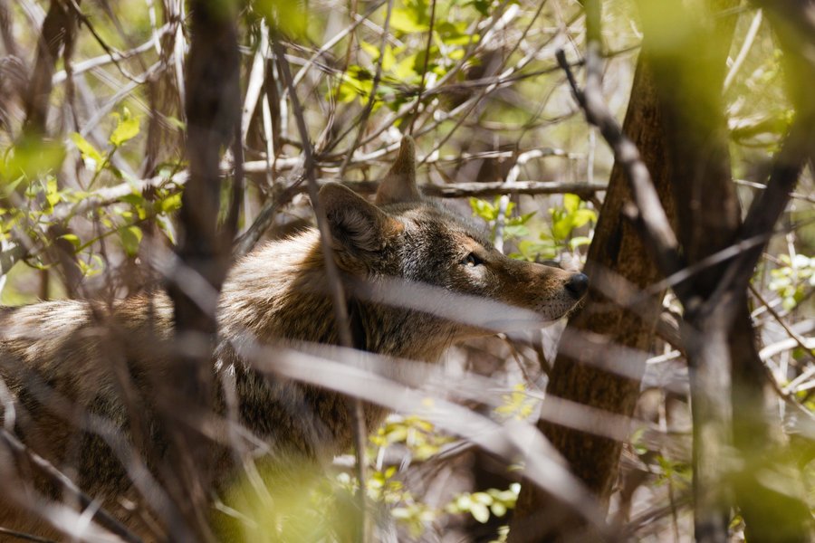 Coyote in St. Paul, MN.