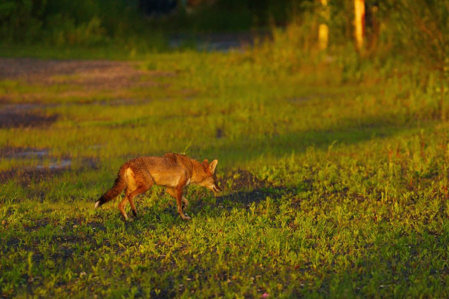 Coyote in St. Paul, MN.