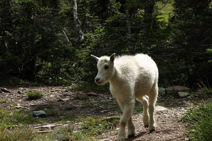 Young mountain goat in Glacier National Park.
