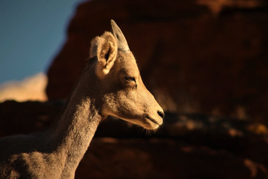 Desert bighorn kid in Zion National Park.