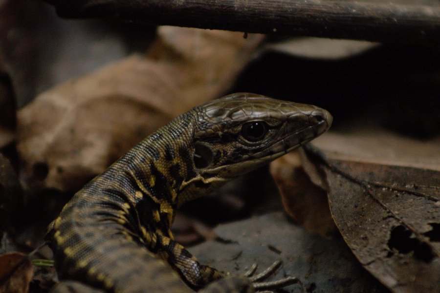 Unidentified reptile near the Ucayali River, Peru.