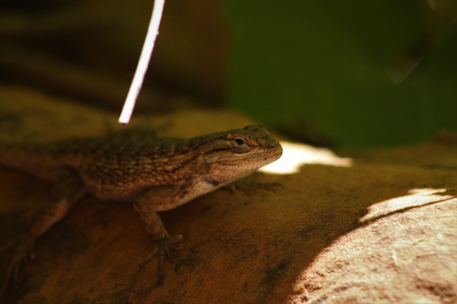 Unidentified reptile, Zion National Park.