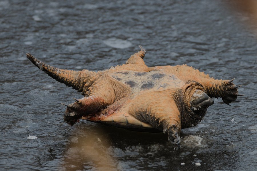 Snapping turtle frozen out of the water, Richfield, MN.