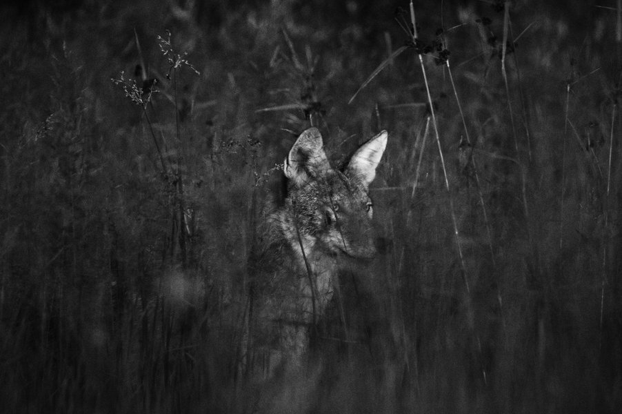 Coyote in St. Paul, MN.