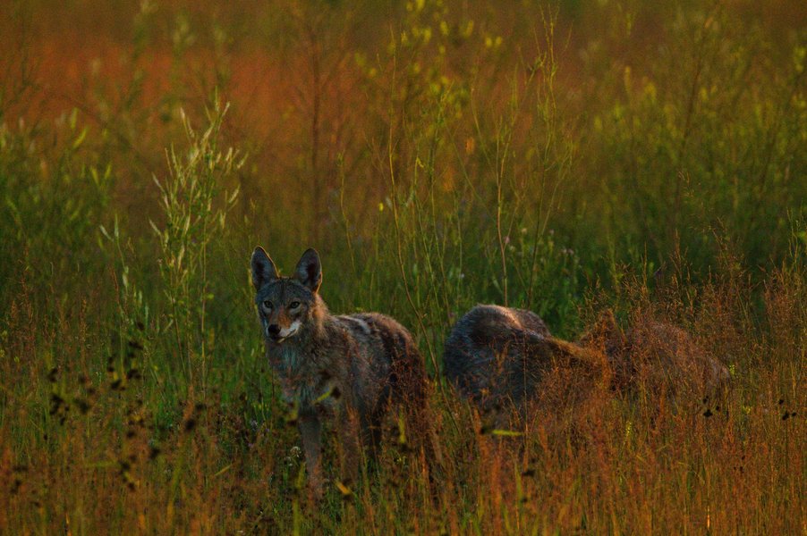 Three coyotes in St. Paul, MN.