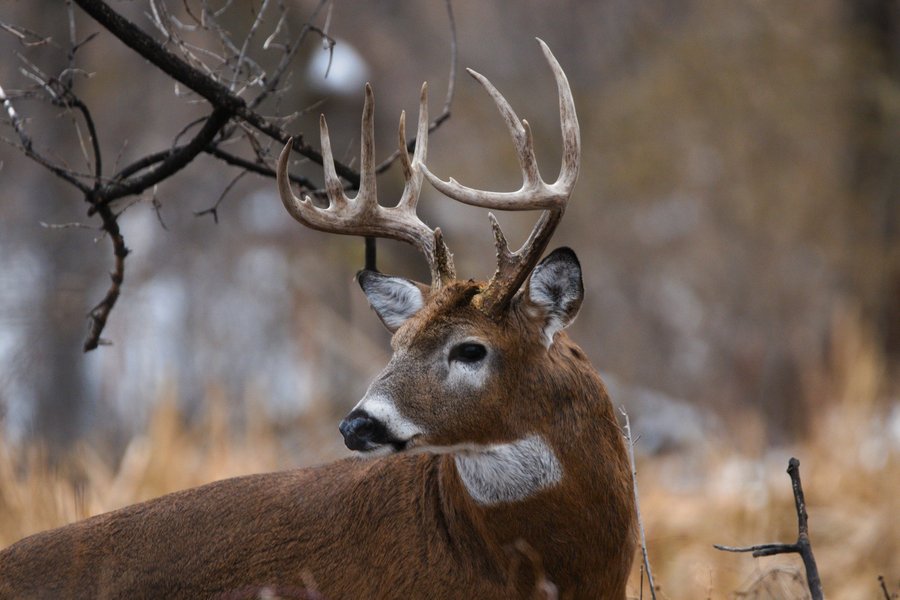 White-tailed deer buck, Richfield, MN.