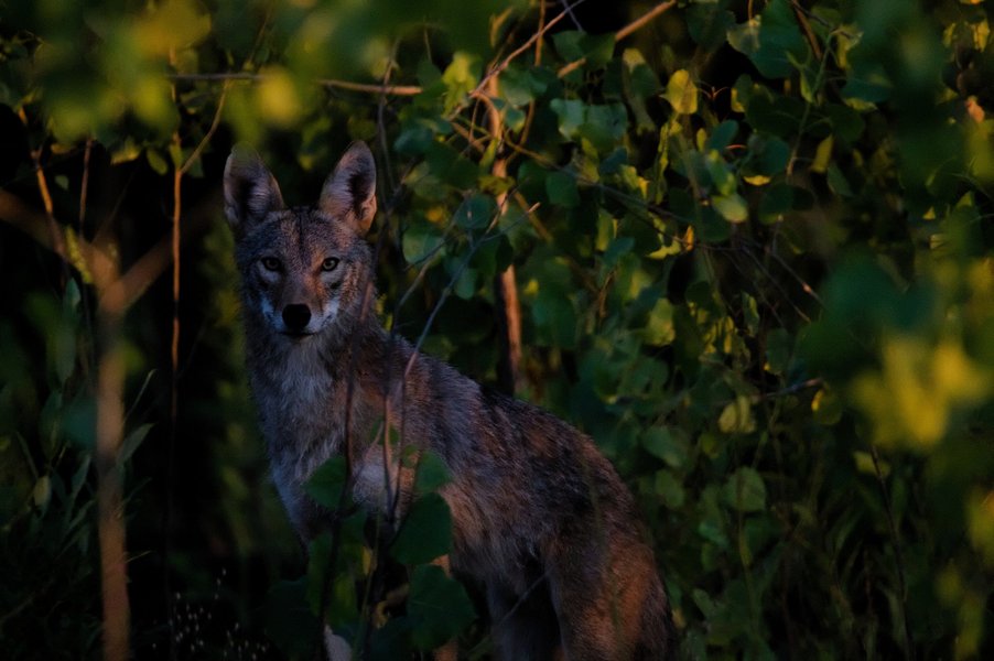 Coyote in St. Paul, MN.