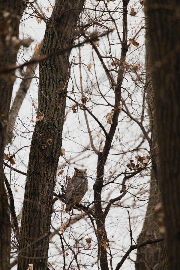 Great horned owl, Minnesota Valley National Wildlife Refuge.
