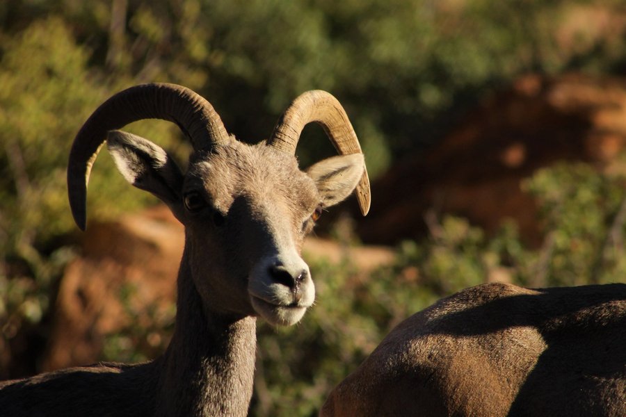 Desert bighorn ewe in Zion National Park.