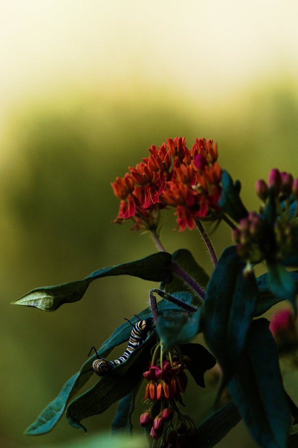 Monarch caterpillar on butterfly milkweed, near Centreville, MI.