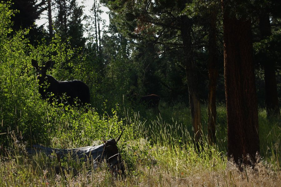 Cow moose with calf, Yellowstone National Park.