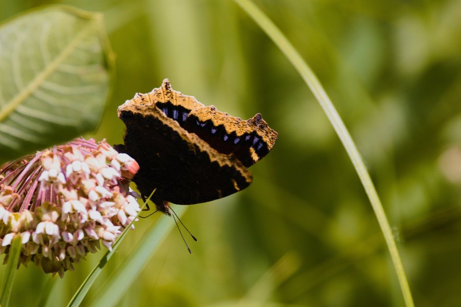 Mourning cloak.