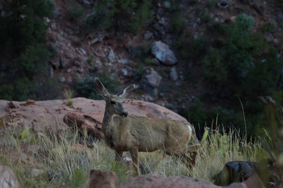 Mule deer doe, Zion National Park.