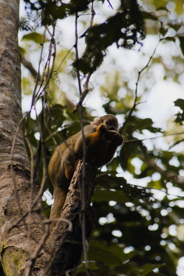 Monkey species having a snack near the Ucayali River, Peru.