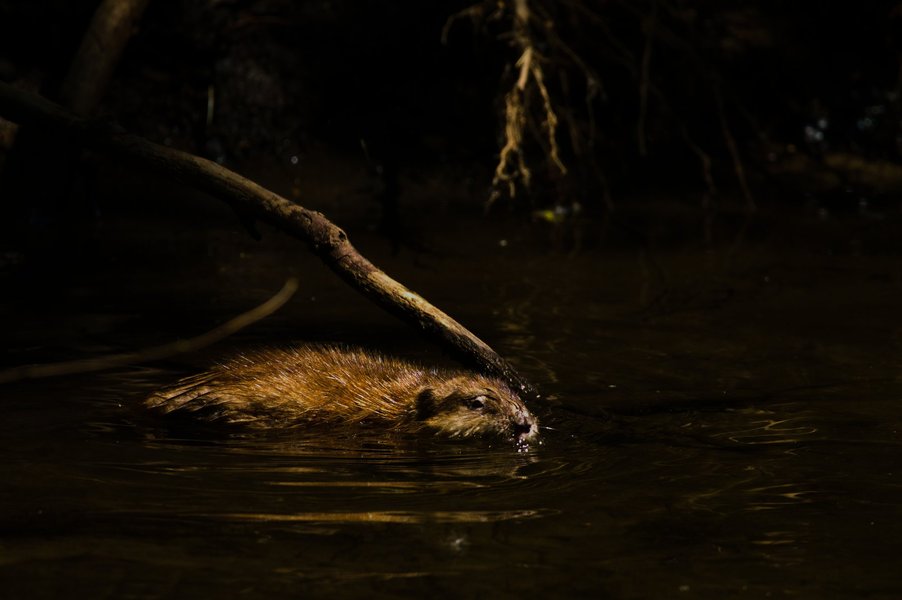 Muskrat on the Minnehaha, Minneapolis, MN.