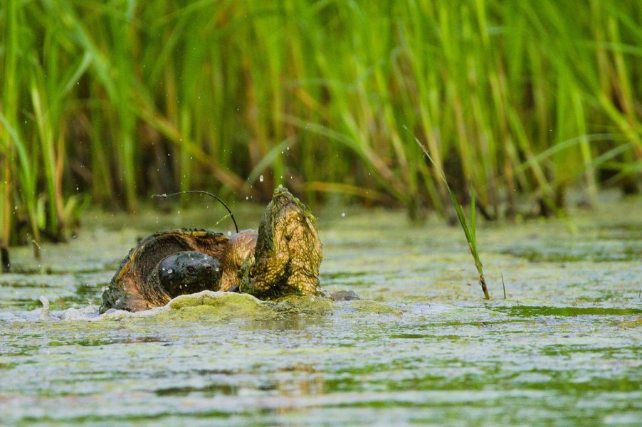 Snapping turtles in love, Minnesota Valley National Wildlife Refuge.