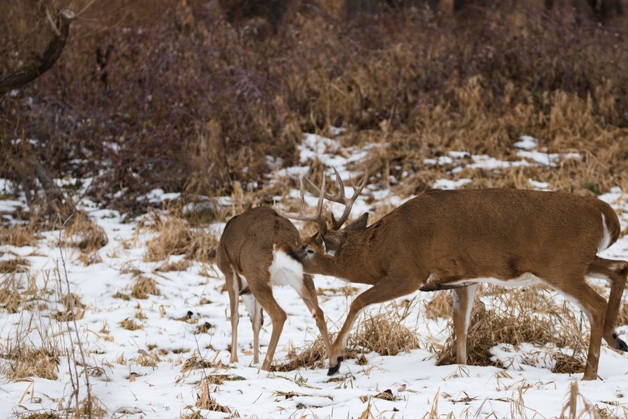 White-tailed deer in love, Richfield, MN.