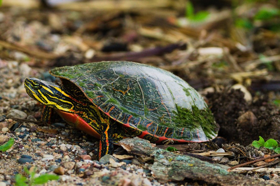 Painted turtle laying eggs, Minnesota Valley National Wildlife Refuge.