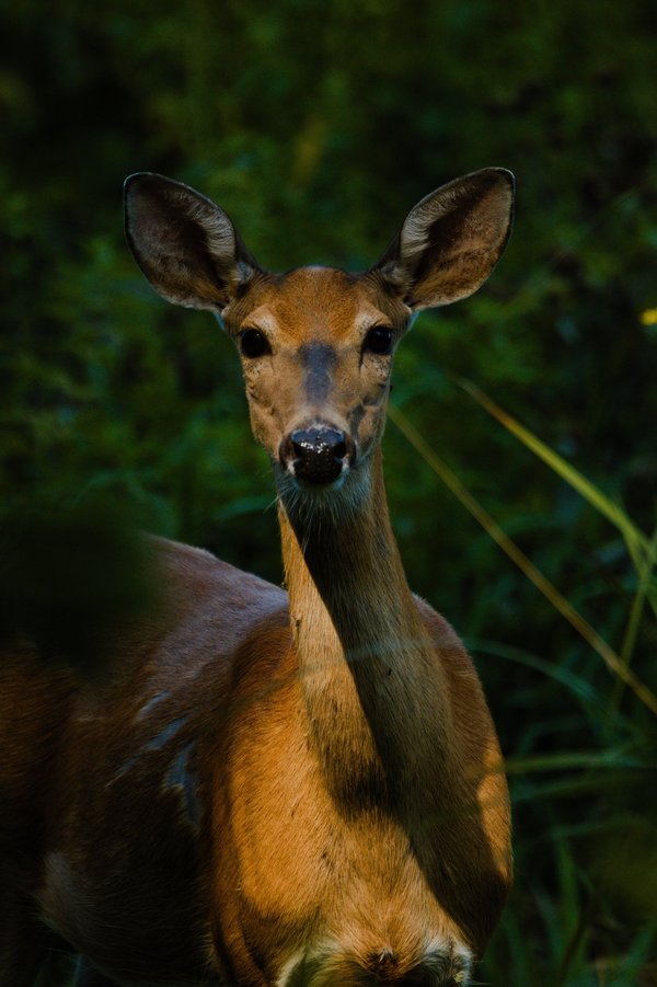 White-tailed doe.