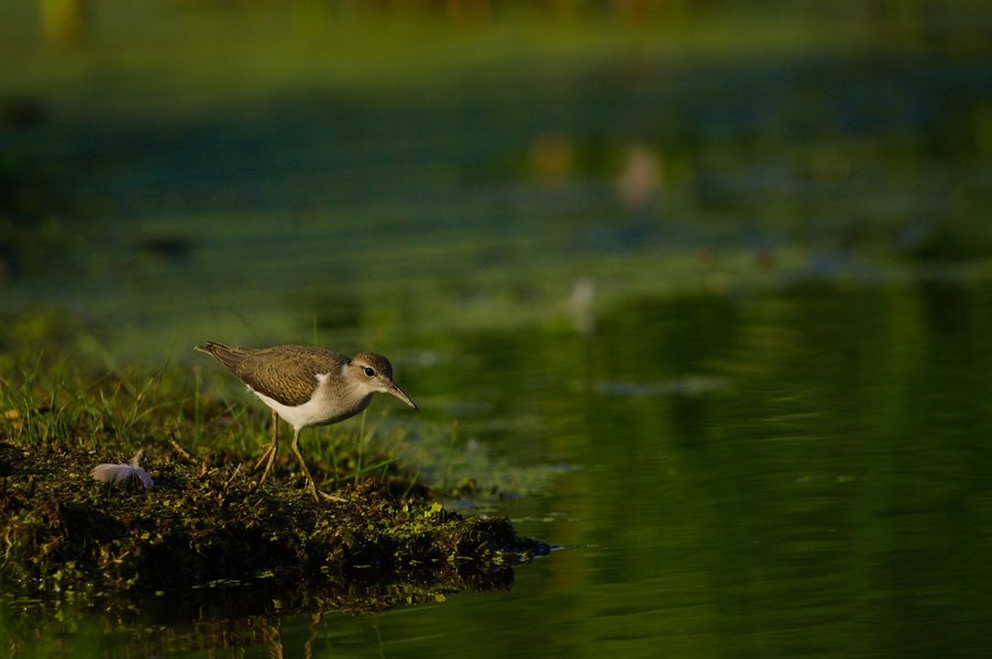 Spotted sandpiper, Minnesota Valley National Wildlife Refuge.