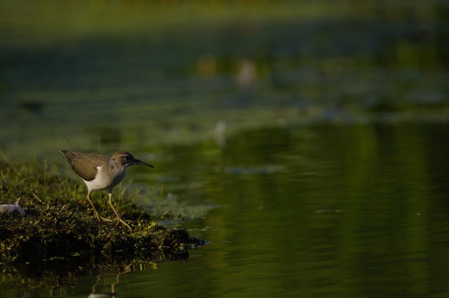 Spotted sandpiper, Minnesota Valley National Wildlife Refuge.